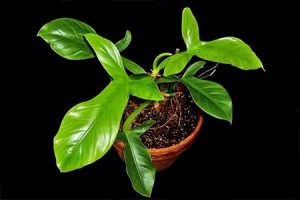 Philodendron Applanatum Plant