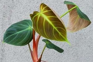 Philodendron El Choco Red