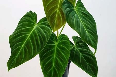Philodendron Splendid