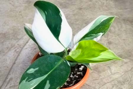 Philodendron White Wizard Care