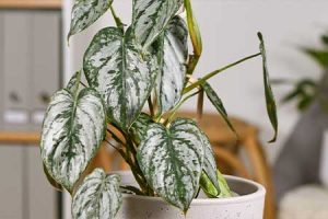 Philodendron Brandi Banner
