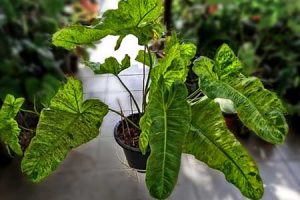 Philodendron Paraiso Verde