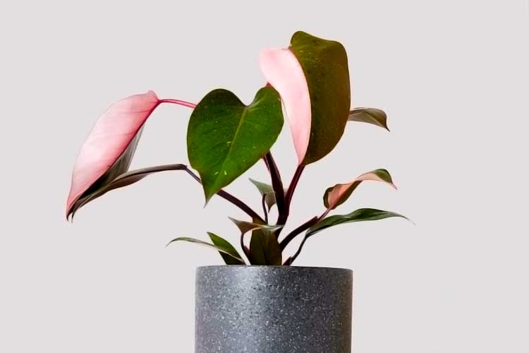 Philodendron Pink Princess
