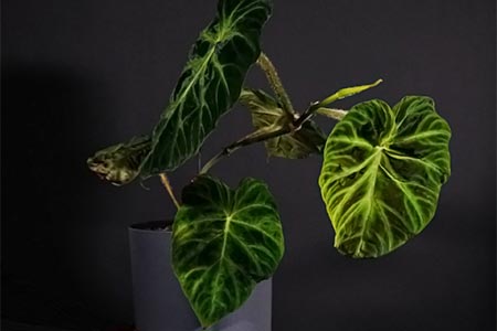 Philodendron Verrucosum Plant