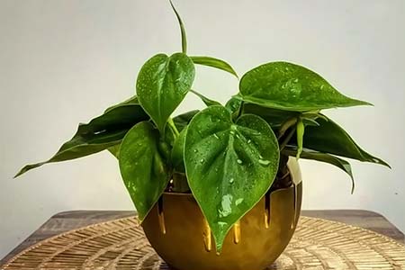 Philodendron heartleaf care