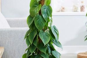 Philodendron hederaceum