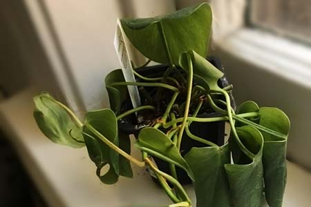 philodendron leaves curling and wavy