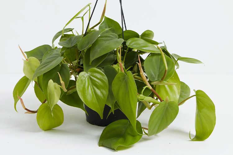 Philodendron Cordatum