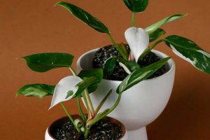 Philodendron White Princess