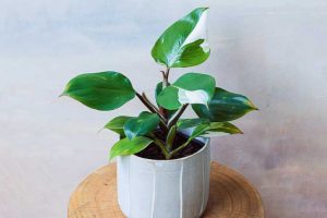 philodendron White Knight