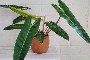 philodendron billietiae