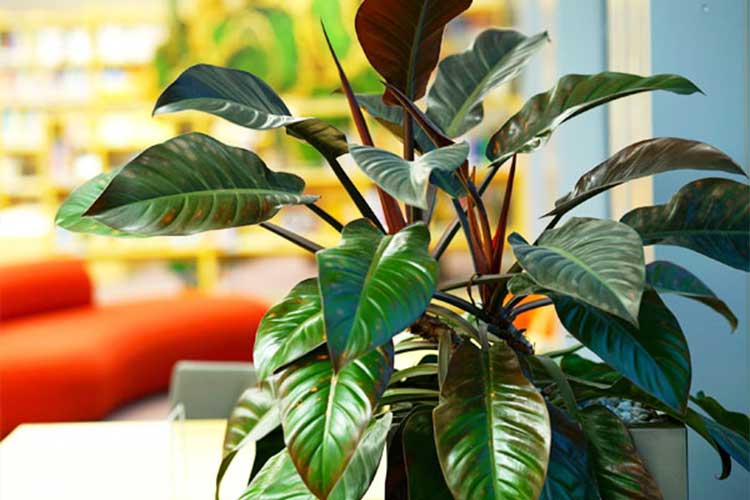 Philodendron Rojo Congo