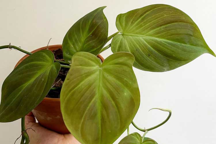 Philodendron Camposportoanum