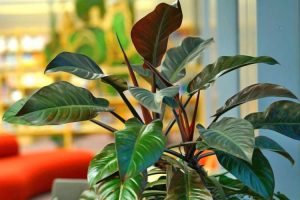 Philodendron Imperial Red Care