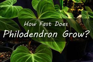Philodendron Growth Rate